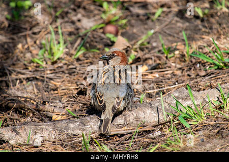 Männliche sparrow sah sich mit einer empörten Luft (Passer domesticus) Stockfoto