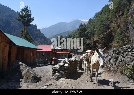 Esel auf dem Weg in der Nähe von Phakding, Nepal Stockfoto