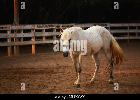 White Pony auf dem Sand im Freien vor dem hölzernen Zäunen verwalten Posing Stockfoto