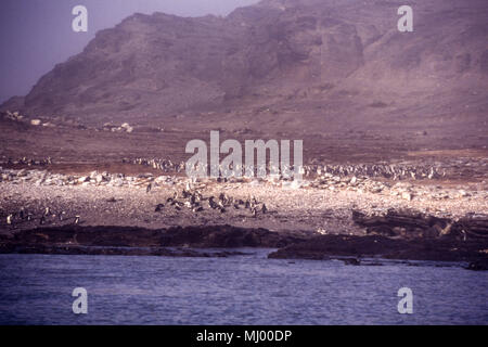 Kolonie der Brillenpinguine (spheniscus demersus) im Nebel von Halifax Island, Namibia, Afrika Stockfoto