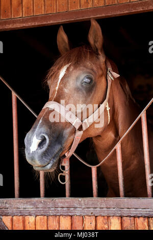 Closeup Portrait einer schönen Pferd hinter die Stalltür Stockfoto