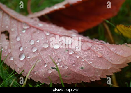 Blätter im Herbst Stockfoto