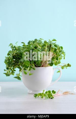 Gekeimt Radieschen Sprossen in eine Tasse. Organische micro Grüns für vegane Küche. Gesunde Ernährung und Diät Konzept. Stockfoto