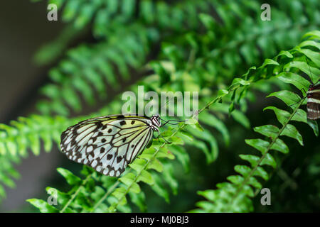 Schwarz-weiß gemusterten Reispapier Schmetterling auf grünen Farne Stockfoto