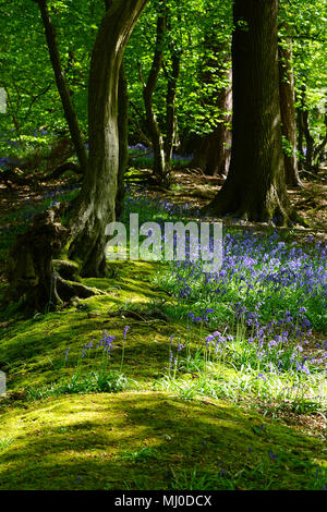 Bemooste Bank und Glockenblumen in Wintergreen Holz, Knebworth Stockfoto