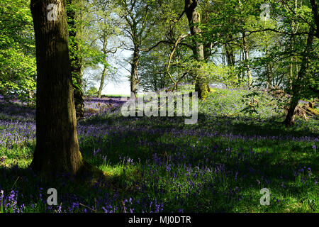 Hügelgrab in Graffridge Holz Stockfoto