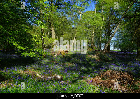 Grabhügel unter den Glockenblumen in Graffridge Holz, Knebworth Stockfoto