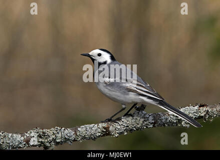 Weiße Bachstelze, Motacilla alba, stehend auf Ast mit Flechten Stockfoto