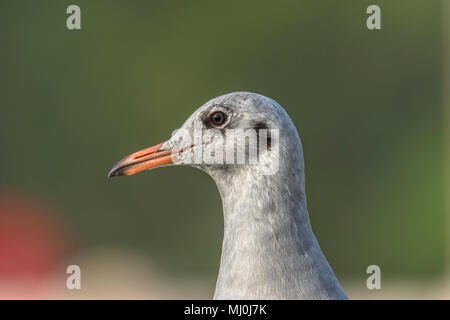 Braun Möwe (Chroicocephalus brunnicephalus) Nahaufnahme geleitet. Stockfoto