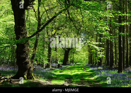 Spur durch die bluebells an Graffridge Holz (in der Nähe von Old Knebworth) Stockfoto