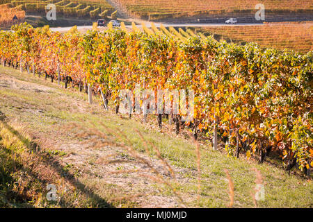 Die Weinberge des Barolo, im Herbst, Piemont, Italien Stockfoto