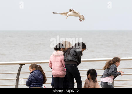 Möwen stehlen Chips von Menschen zu Fuß entlang der Promenade am Meer in Blackpool, Lancashire, UK. Stockfoto