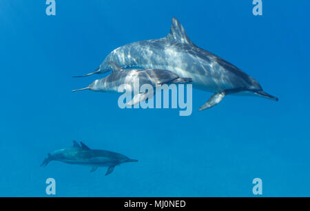 Mutter und Kalb Spinner Delfine vor der Küste von Maui, Hawaii. Stockfoto