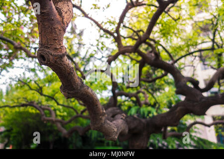 Chinesische Pagode Baum die Amtsleitungen sind besonders spezielle Stockfoto