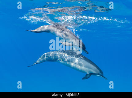 Mutter und Kalb Spinner Delfine vor der Küste von Maui, Hawaii. Stockfoto