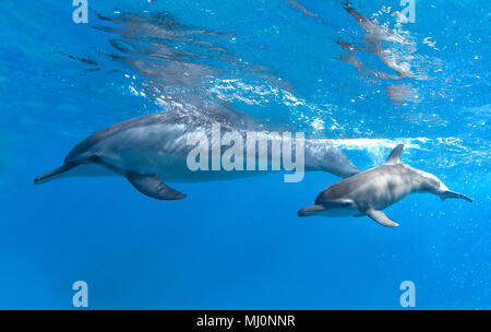 Mutter und Kalb Spinner Delfine vor der Küste von Maui, Hawaii. Stockfoto