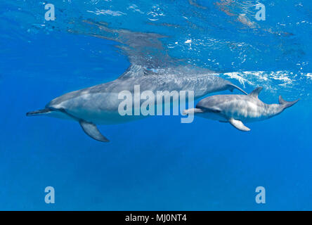 Mutter und Kalb Spinner Delfine vor der Küste von Maui, Hawaii. Stockfoto