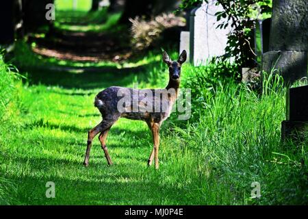 Rehe doe auf einem Pfad in zentralen Friedhof in Wien, Österreich Stockfoto