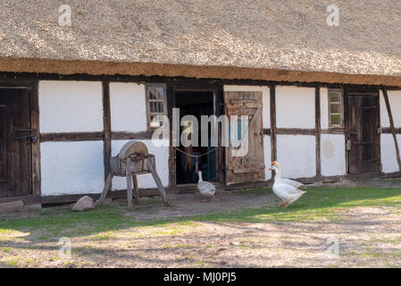 Inländische weiße Gänse zu Fuß in der Nähe der alten Holzhütte. Kluki, Polen Stockfoto