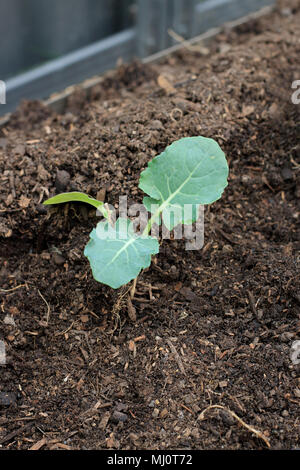 Planting broccoli Sämling im Boden Stockfoto