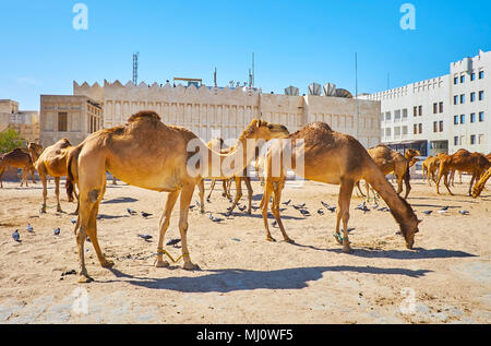 Das Kamel Pen mit Tieren, im Stadtzentrum, neben dem Souq Waqif, Doha, Qatar. Stockfoto