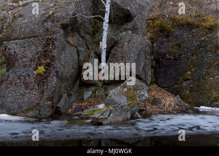 Eine einsame Birke überlebt in einem Felsen - trommelsteine Umgebung über ein Winter Teich, trotz des Mangels an Boden, im Queen Elizabeth II Wildlands Provincial Park Stockfoto