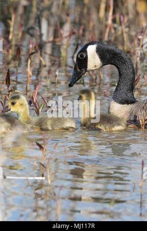 Kanada Gänse beobachten Über die Junge bei Magee Marsh Stockfoto