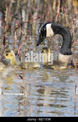Kanada Gänse beobachten Über die Junge bei Magee Marsh Stockfoto