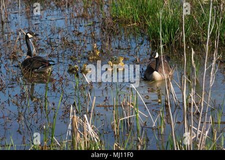 Kanada Gänse beobachten Über die Junge bei Magee Marsh Stockfoto