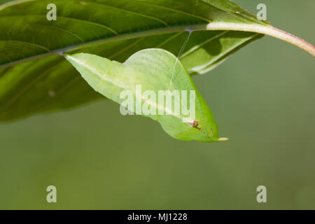 Zitronenfalter Puppe Stockfoto