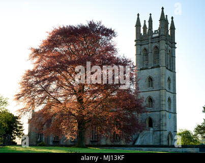 Copper Beech Tree in der Morgensonne vor Allerheiligen Pfarrkirche. Churchill, Oxfordshire, England Stockfoto