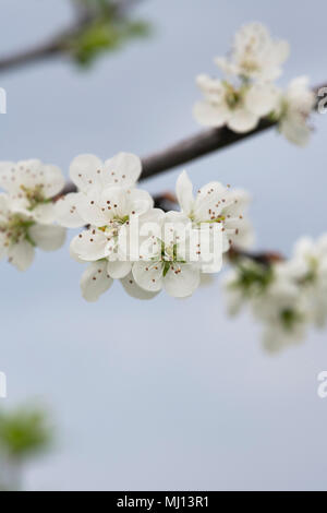 Prunus domestica insititia 'Flude's Damson '/Pflaume Blüten im Frühling Stockfoto