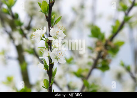 Prunus domestica insititia 'White Damson '/Pflaume Blüten im Frühling Stockfoto