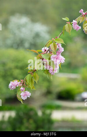 Prunus 'Kiku shidare Zakura'. Blühende japanische Cherry Tree Blossom. England Stockfoto