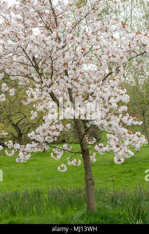 Prunus 'Matsumae fuki'. Blühende japanische kirsche baum Blüte RHS Wisley Gardens, Surrey, England Stockfoto