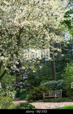 Prunus 'Ukon'. Blühende Japanische Kirsche Baum" Ukon' Blüte RHS Wisley Gardens, Surrey, England Stockfoto