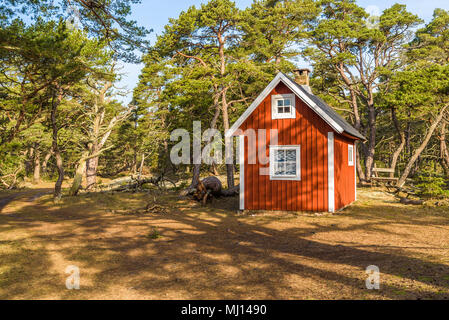 Boda Küste Östliche Naturschutzgebiet auf Oland, Schweden. Kleine Infrarotkabine unter Pinien im Küstenwald. Morgen Sonnenlicht schlagen der Gebäude zw. Stockfoto