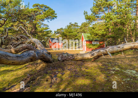 Boda Küste Östliche Naturschutzgebiet auf Oland, Schweden. Kleine rote Kabinen unter Pinien im Küstenwald. Gefallen alte Kiefer im Vordergrund. Stockfoto