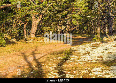 Boda Küste Östliche Naturschutzgebiet auf Oland, Schweden. Typische Waldlandschaft der Ort mit vielen alten und knorrigen Kiefern auf sandigem Boden. Stockfoto