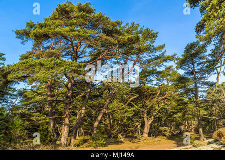 Boda Küste Östliche Naturschutzgebiet auf Oland, Schweden. Typische Waldlandschaft der Ort mit vielen alten und knorrigen Kiefern auf sandigem Boden. Stockfoto