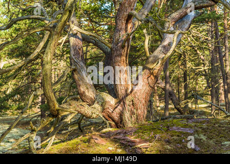 Boda Küste Östliche Naturschutzgebiet auf Oland, Schweden. Typische Waldlandschaft der Ort mit vielen alten und knorrigen Kiefern auf sandigem Boden. Stockfoto