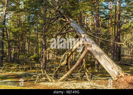 Boda Küste Östliche Naturschutzgebiet auf Oland, Schweden. Typische Waldlandschaft der Ort mit vielen alten und knorrigen Kiefern auf sandigem Boden. Stockfoto