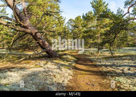 Boda Küste Östliche Naturschutzgebiet auf Oland, Schweden. Typische Waldlandschaft der Ort mit vielen alten und knorrigen Kiefern auf sandigem Boden. Stockfoto