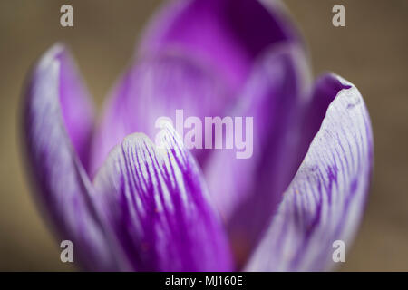 Violette crocus detail Stockfoto