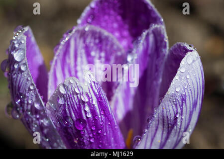 Violette crocus detail Stockfoto