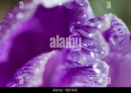 Violette crocus detail Stockfoto