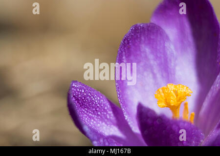 Violette crocus detail Stockfoto