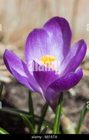 Violette crocus detail Stockfoto