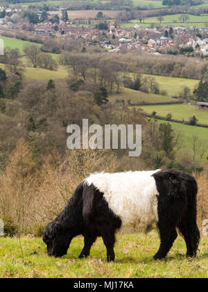 Belted Galloway grasende Kühe auf der Malvern Hills auf der Worcestershire Herefordshire Grenze England Großbritannien Stockfoto