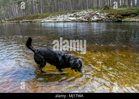 Schwarzer Labrador Hund stehen im Schottischen Fluss mit Nase im Wasser, als ob auf der Suche nach einem Fisch Stockfoto